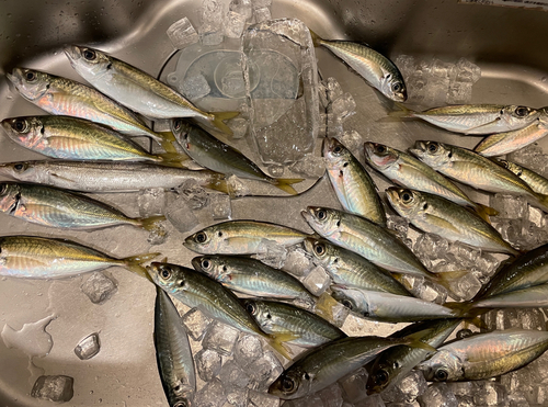 アジの釣果