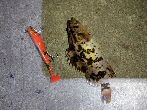 タケノコメバルの釣果