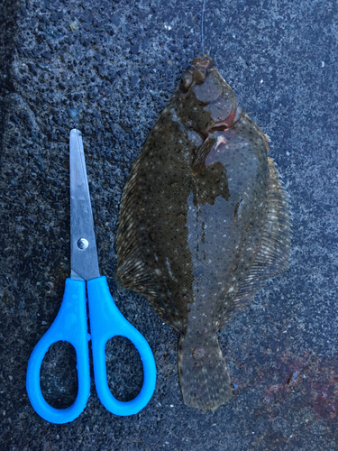 カレイの釣果