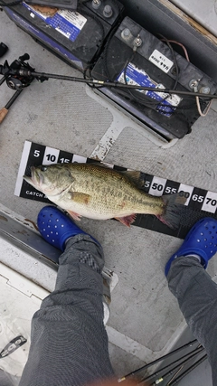 ブラックバスの釣果