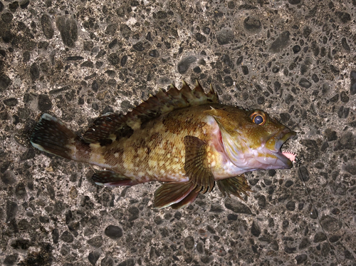 カサゴの釣果