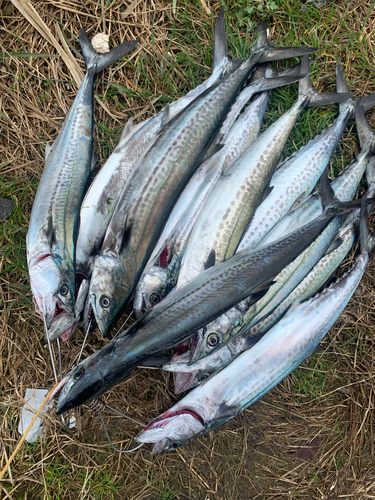 サゴシの釣果