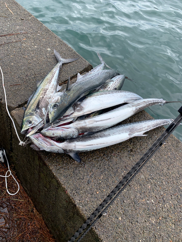 サゴシの釣果