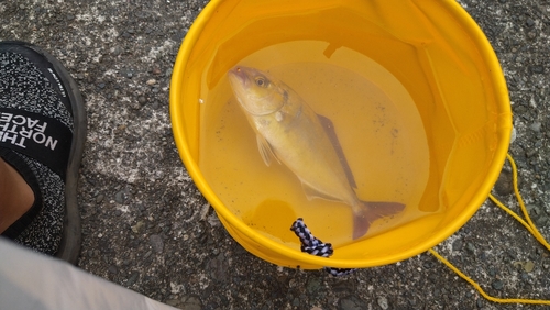 ワカシの釣果