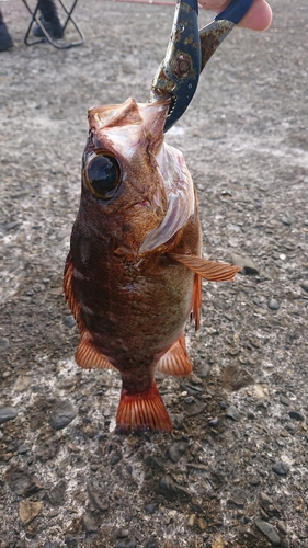 メバルの釣果