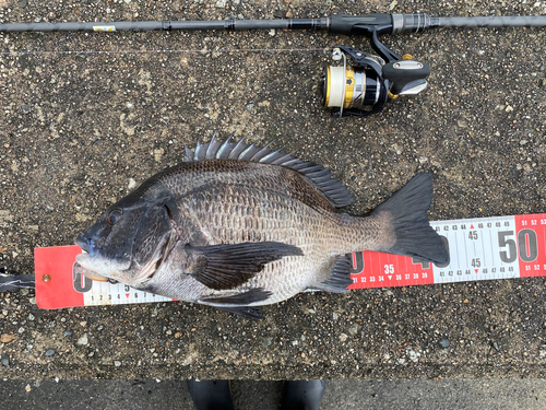 クロダイの釣果