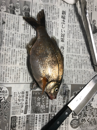 ウミタナゴの釣果