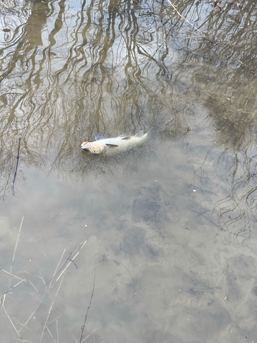 ニゴイの釣果