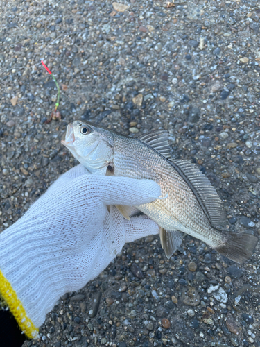 イシモチの釣果