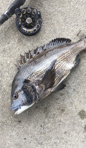 チヌの釣果