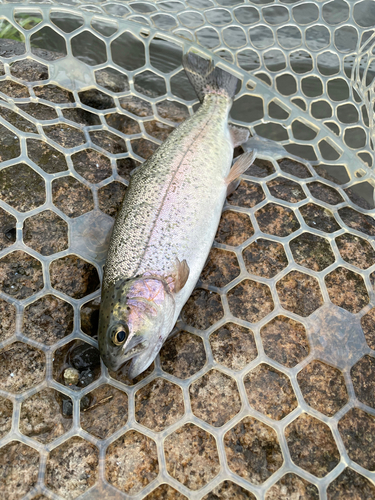 ニジマスの釣果