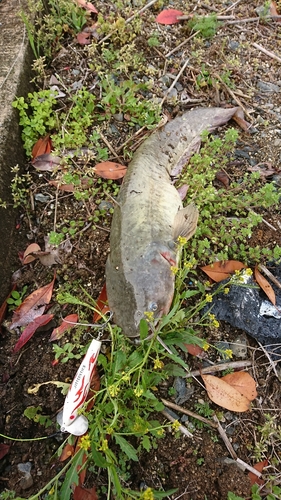 ナマズの釣果