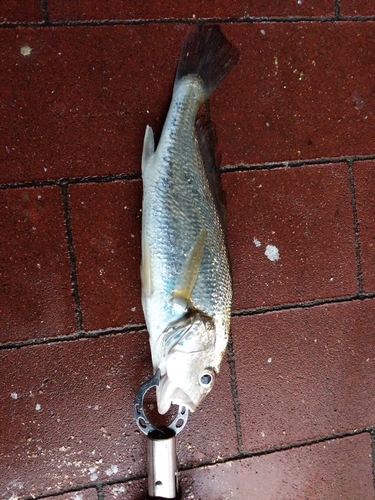 イシモチの釣果