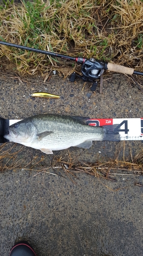 ブラックバスの釣果