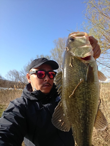 ラージマウスバスの釣果