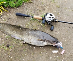 ニホンナマズの釣果