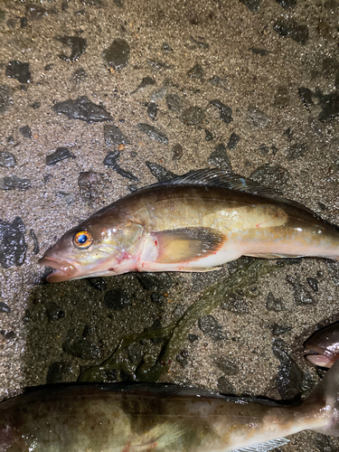 ホッケの釣果