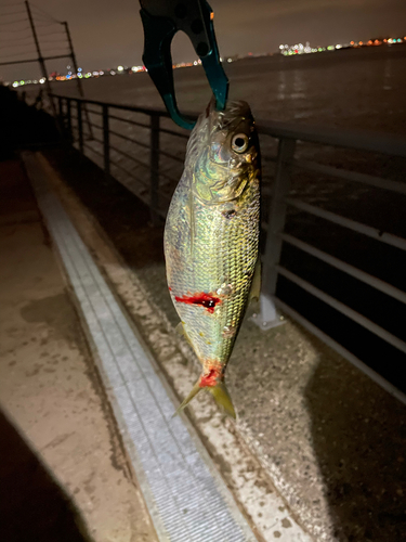 コノシロの釣果