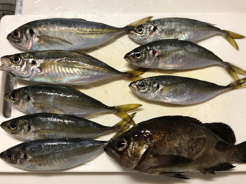 メバルの釣果