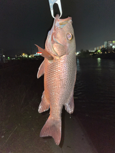 マングローブジャックの釣果