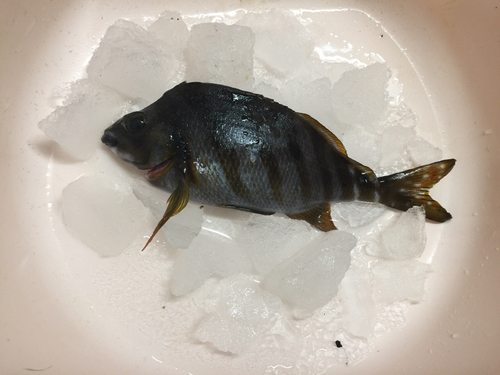 タカノハダイの釣果