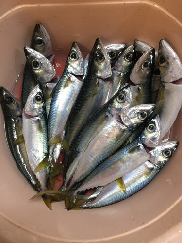 サバの釣果