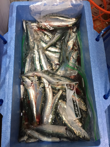 マイワシの釣果