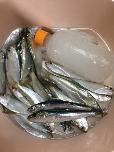 サッパの釣果