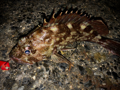 カサゴの釣果