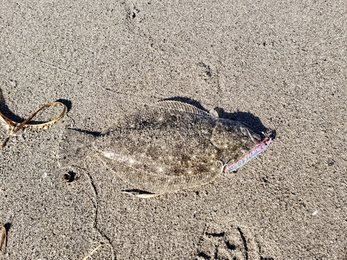 ソゲの釣果