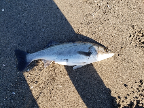 ヒラスズキの釣果