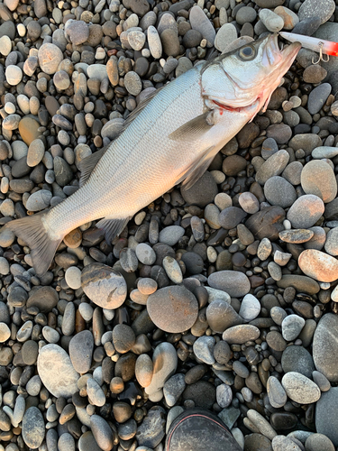 ヒラスズキの釣果