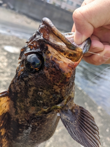 タケノコメバルの釣果