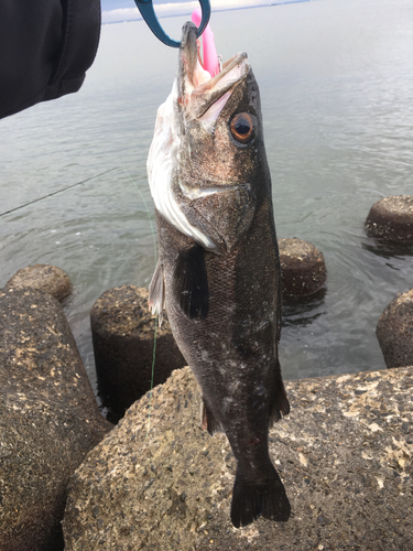 フッコ（マルスズキ）の釣果