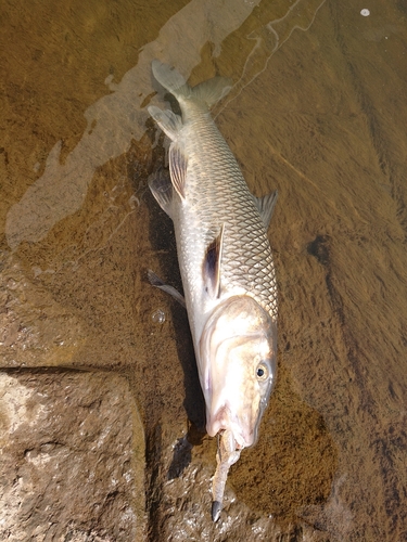 ニゴイの釣果