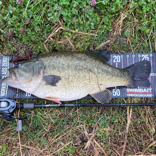 ブラックバスの釣果