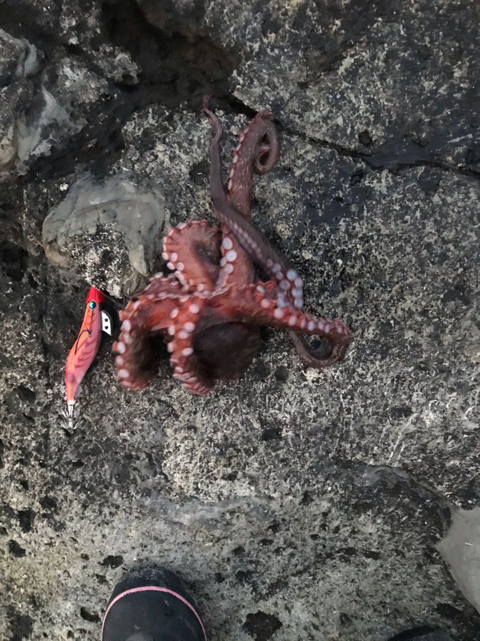マダコ