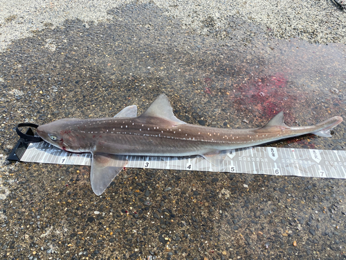 ホシザメの釣果