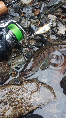 ヤマメの釣果