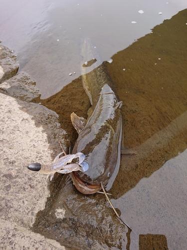 ナマズの釣果