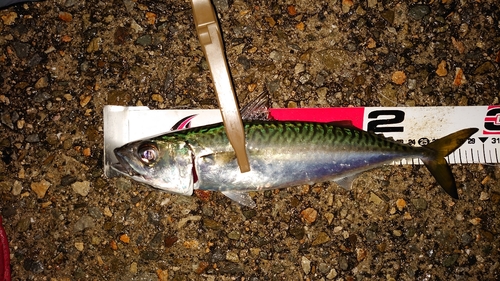 サバの釣果