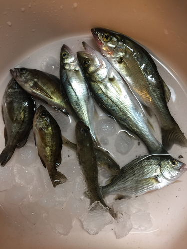 フッコ（タイリクスズキ）の釣果