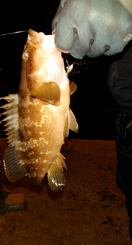 アコウの釣果