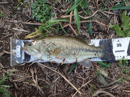 ブラックバスの釣果