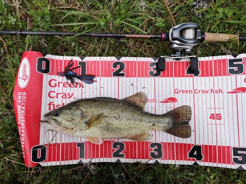 ブラックバスの釣果