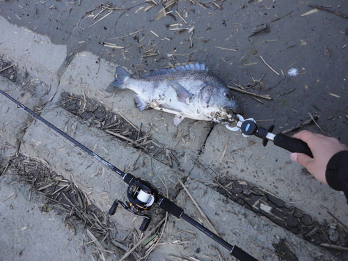 チヌの釣果