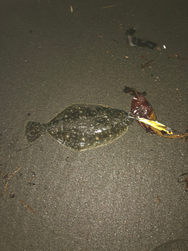 ソゲの釣果