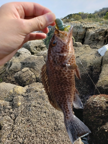 オオモンハタの釣果