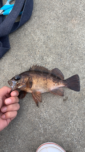 メバルの釣果