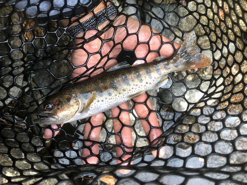 アマゴの釣果